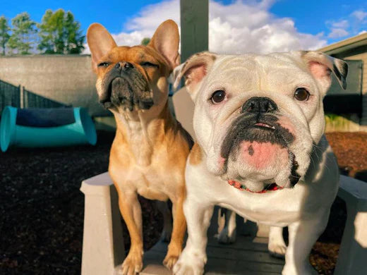 Caring for Your Beloved Pets: Tips for Happy and Healthy Lives