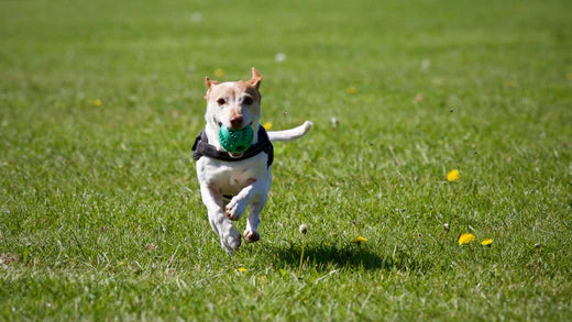 Strengthening the Bond with Your Furry Friend through Interactive Activities